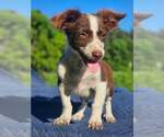 Small Australian Shepherd-Chihuahua Mix