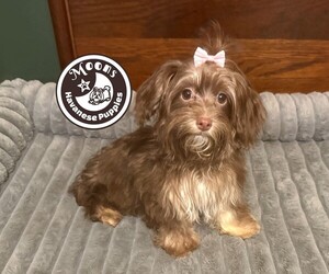 Havanese Puppy for Sale in FRIERSON, Louisiana USA