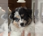 Small #1 Australian Shepherd