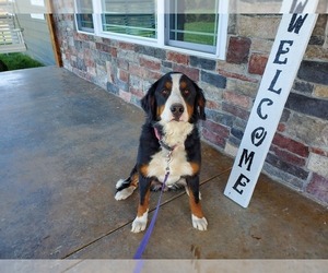 Bernese Mountain Dog Puppy for sale in MOUNTAIN GROVE, MO, USA