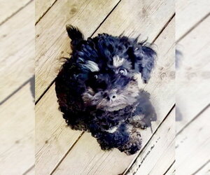 Poodle (Toy)-Unknown Mix Dogs for adoption in Omaha, NE, USA