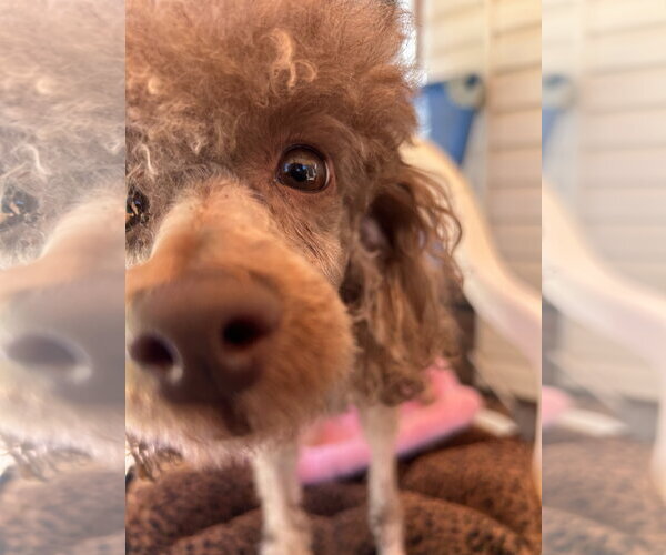 Medium Photo #11 Poodle (Miniature) Puppy For Sale in Pacolet, SC, USA