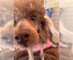 Small #10 Poodle (Miniature)