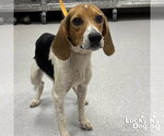 Small #1 Beagle Mix