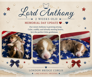 Pembroke Welsh Corgi Puppy for sale in LAKE HAVASU CITY, AZ, USA