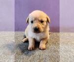 Small German Shepherd Dog-Golden Retriever Mix