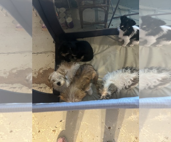 Medium Photo #3 Shorkie Tzu Puppy For Sale in LEBANON, OR, USA