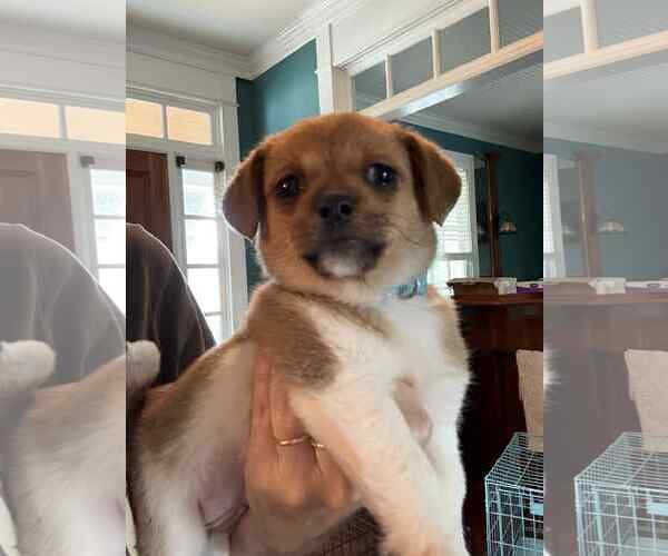 Medium Photo #1 Chihuahua-Unknown Mix Puppy For Sale in Holly Springs, NC, USA