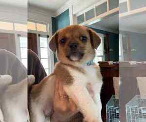 Chihuahua-Unknown Mix Dogs for adoption in Holly Springs, NC, USA