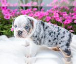 Puppy Bebe Victorian Bulldog