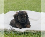 Small #3 ShihPoo