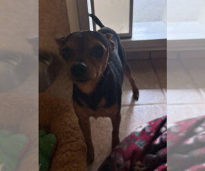 Scrappy - Male Miniature Pinscher Dog for Adoption - Photo #3