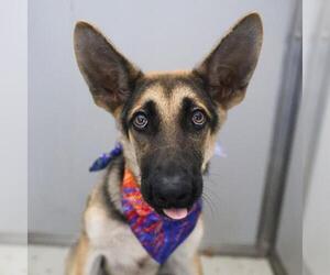 German Shepherd Dog-Unknown Mix Dogs for adoption in San Antonio, TX, USA
