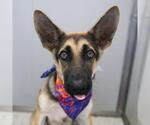 Small German Shepherd Dog Mix