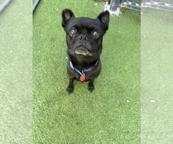 Medium Photo #1 Pug-Unknown Mix Puppy For Sale in Tempe , AZ, USA