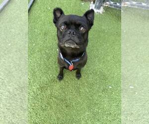 Pug-Unknown Mix Dogs for adoption in Tempe , AZ, USA