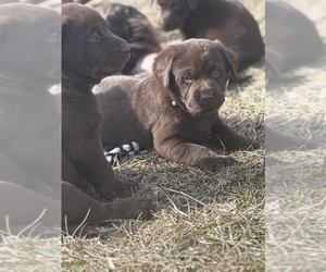 Labrador Retriever Puppy for Sale in KEWANNA, Indiana USA