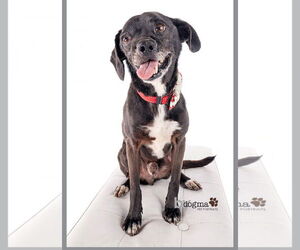 Puggle Dogs for adoption in Newport Beach, CA, USA