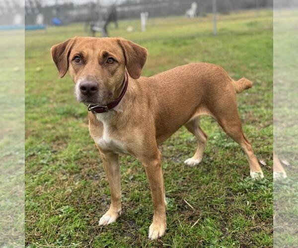 Medium Photo #2 Labrador Retriever-Unknown Mix Puppy For Sale in Conroe, TX, USA