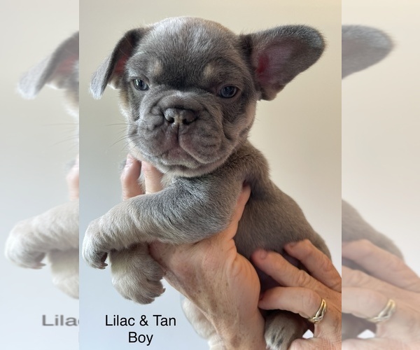 Medium Photo #1 French Bulldog Puppy For Sale in COLOMA, MI, USA
