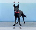 Small #1 German Shepherd Dog