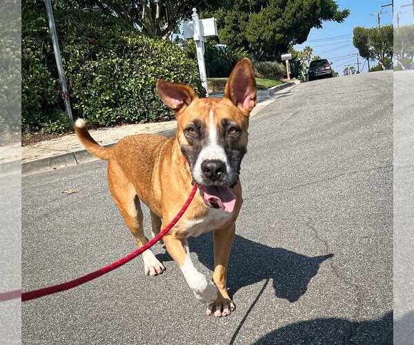 Medium Photo #4 Australian Shepherd-Boxer Mix Puppy For Sale in Newport Beach, CA, USA