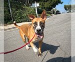 Small Photo #4 Australian Shepherd-Boxer Mix Puppy For Sale in Newport Beach, CA, USA