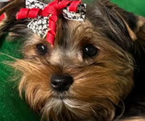 Yorkshire Terrier Puppy for Sale in PEYTON, Colorado USA