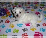 Small #6 Maltese