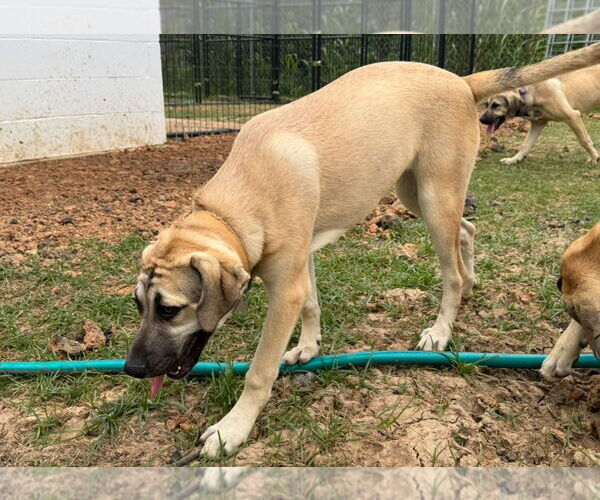 Medium Photo #19 Anatolian Shepherd-Rhodesian Ridgeback Mix Puppy For Sale in Higley, AZ, USA
