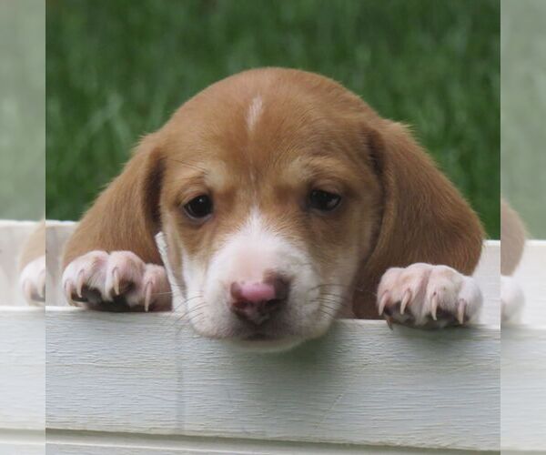Medium Photo #1 Dachshund Puppy For Sale in MANHEIM, PA, USA