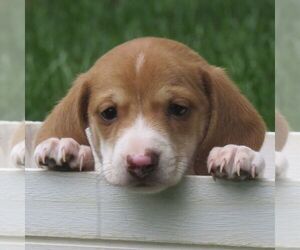 Dachshund Puppy for sale in MANHEIM, PA, USA