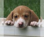 Smores - Male Dachshund Puppy for Sale - Small photo