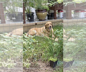 Turbo - Male Labrador Retriever Dog for Adoption - Photo #7