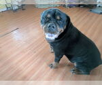 Small Rottweiler