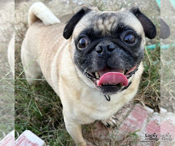 Medium Photo #1 Pug-Unknown Mix Puppy For Sale in Washington, DC, USA