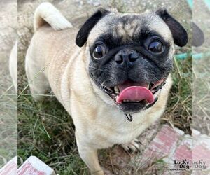 Pug-Unknown Mix Dogs for adoption in Washington, DC, USA