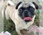 Erni - Male Pug-Unknown Mix Dog for Adoption - Small photo