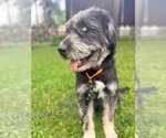 Small #1 Mutt