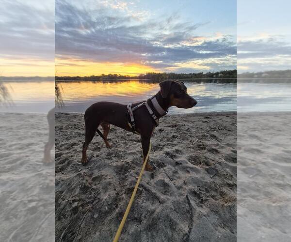 Medium Photo #3 Doberman Pinscher Puppy For Sale in Minneaoplis, MN, USA