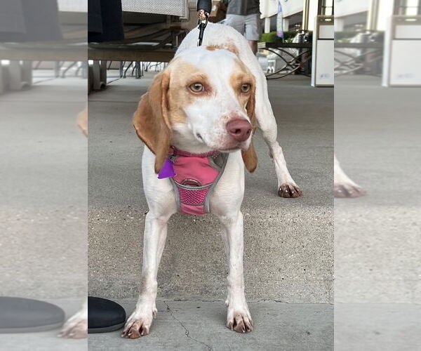 Medium Photo #2 Beagle Puppy For Sale in Mundelein, IL, USA