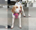 Small #1 Beagle