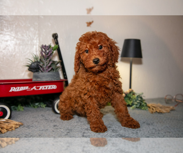 Medium Photo #3 Poodle (Miniature) Puppy For Sale in SHILOH, OH, USA