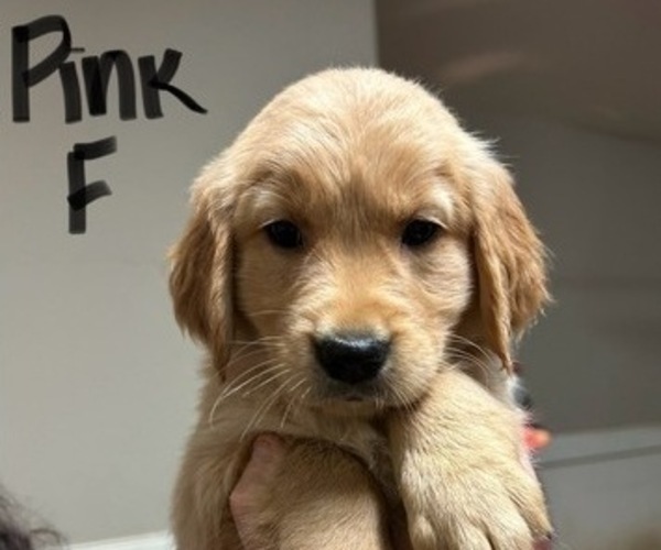 Medium Photo #1 Golden Retriever Puppy For Sale in MOUNT JULIET, TN, USA