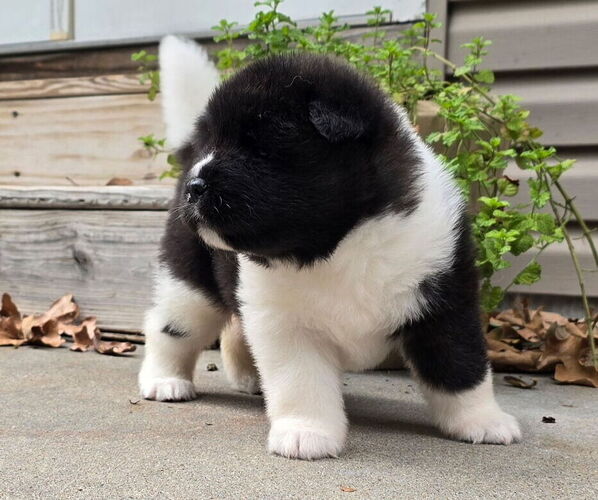 Medium Photo #6 Akita Puppy For Sale in STRAFFORD, MO, USA