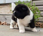 Small #5 Akita