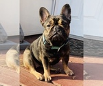 Small Photo #1 French Bulldog Puppy For Sale in TACOMA, WA, USA