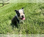 Small #9 Boston Terrier