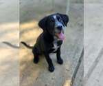 Small #2 Shepweiller