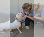 Small #1 American Pit Bull Terrier Mix